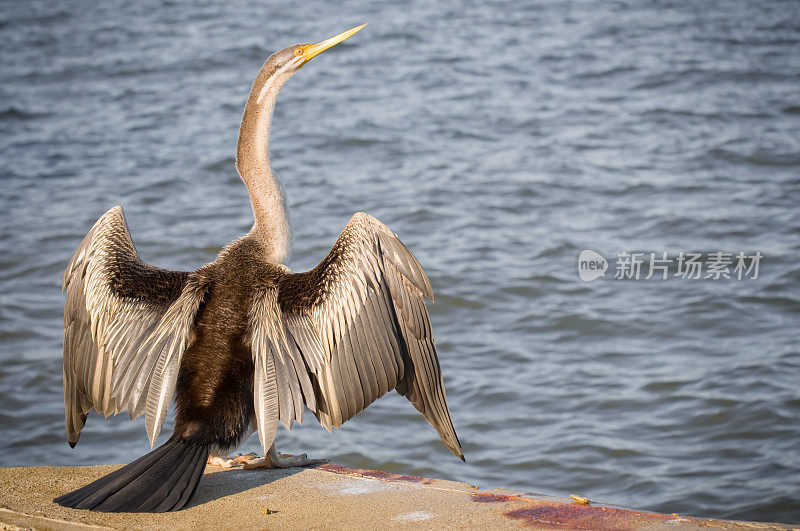 Darter (anjinga melanogaster)展开翅膀